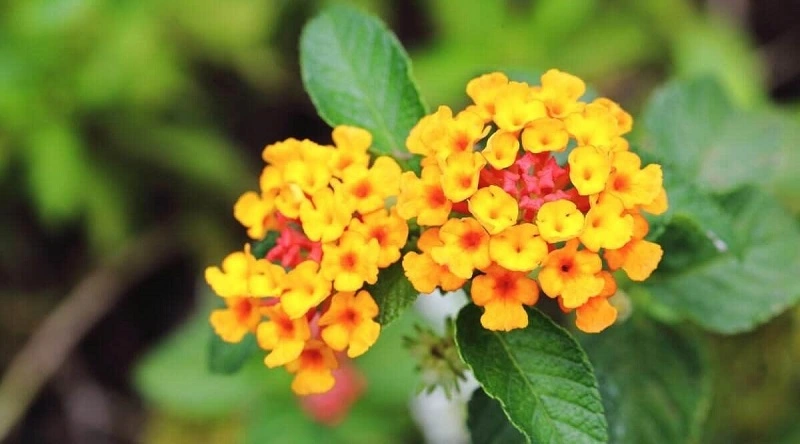 Lantana – what kind of plant is it, and where does it come from?