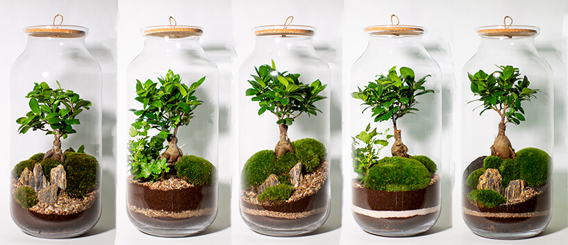 How to plant a terrarium?