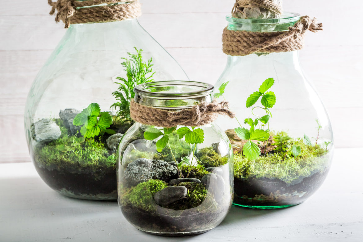 What is a terrarium? A tiny forest in a glass