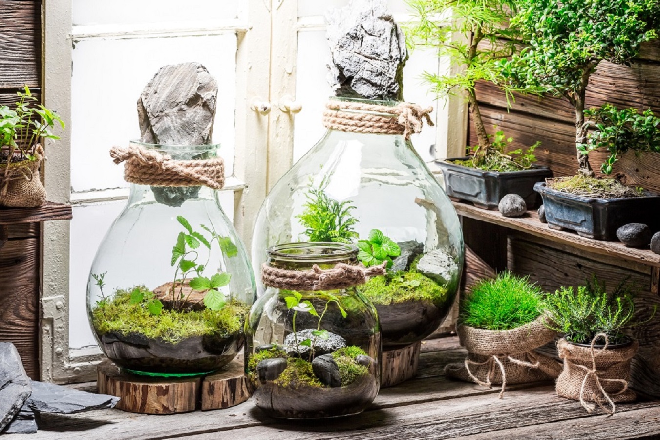 Closed and Open Terrariums.