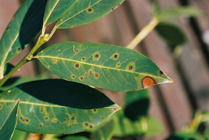 Laurowiśnia - choroby, na które są narażone krzewy