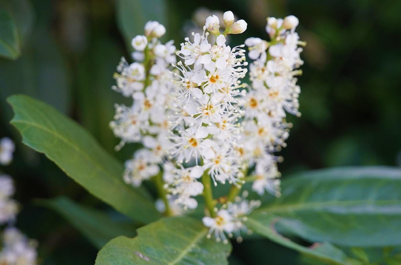 Cherry Laurel - Learn How to Take Care of English Laurel