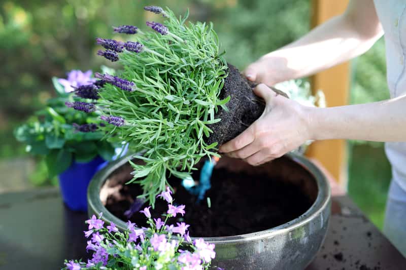 Lavendel - Balkonpflanzen
