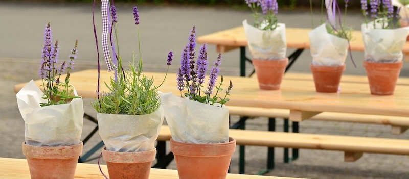 Potted lavenders