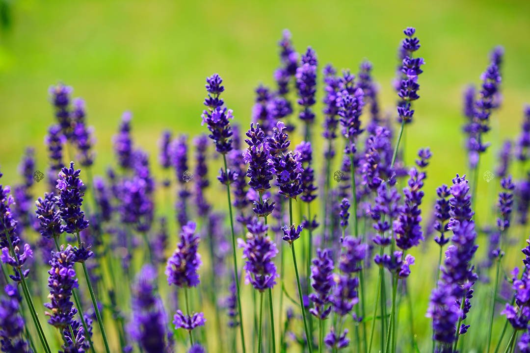 True lavender (Lavandula angustifolia)