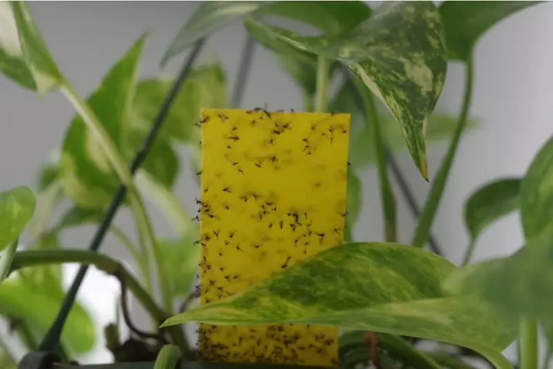 Sticky traps for fungus gnats