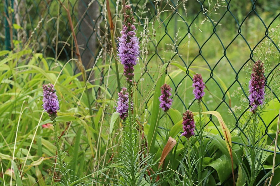 How to water and fertilize dense blazing star?