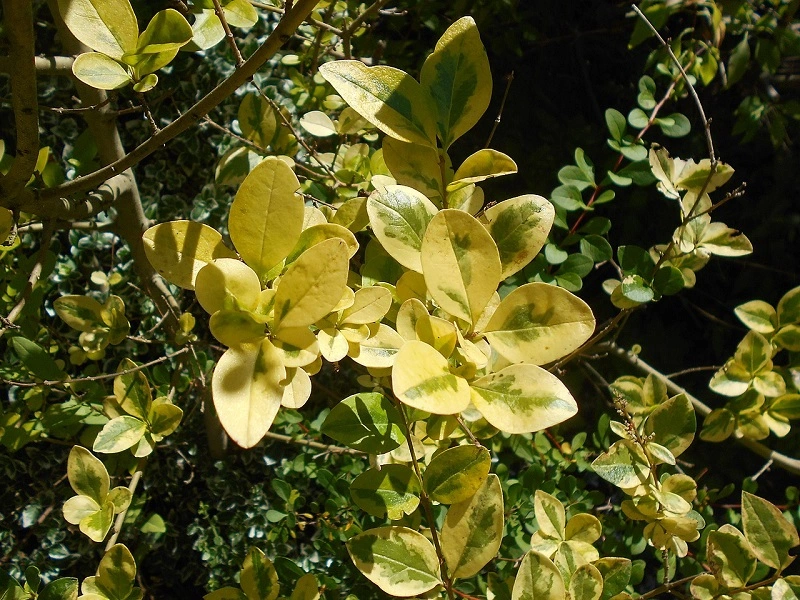 Ligustro coreano (Ligustr ovalifolium)
