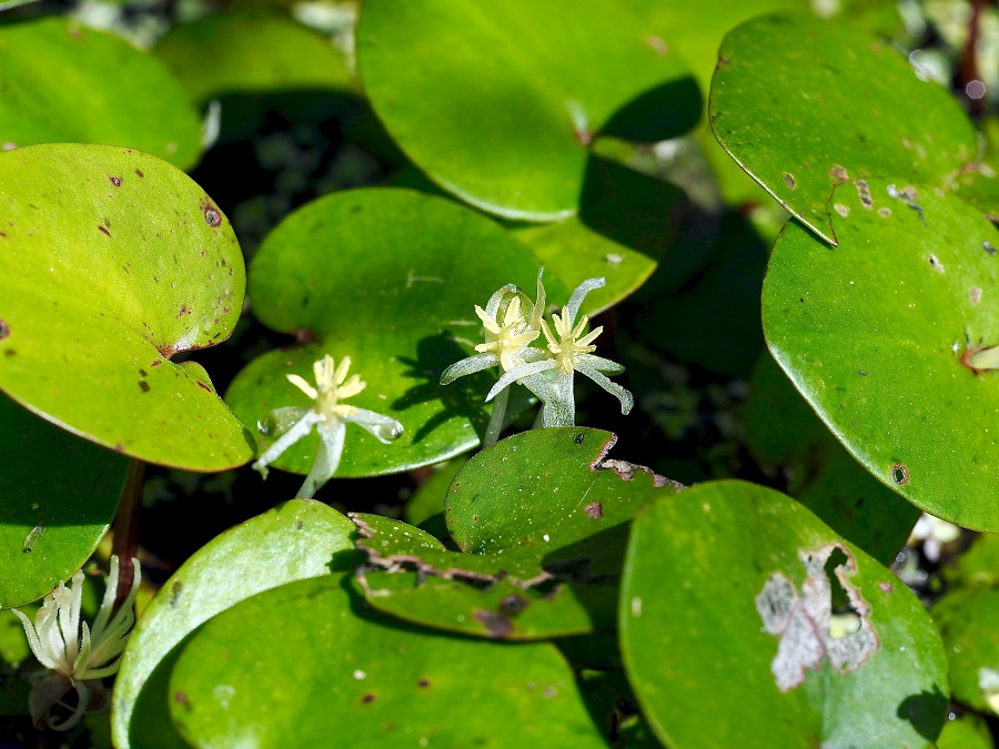 Planta esponja (Limnobium spongia)