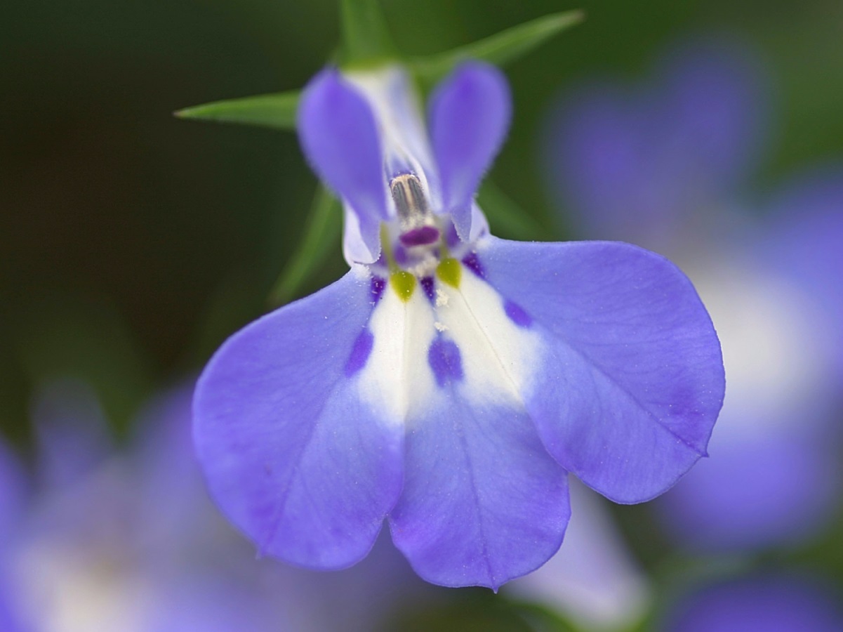 Lobelia Care - Learn How to Keep It Blooming All Summer!