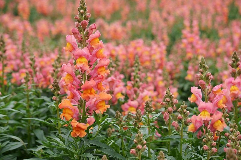 Snapdragon – the plant's origins and characteristics