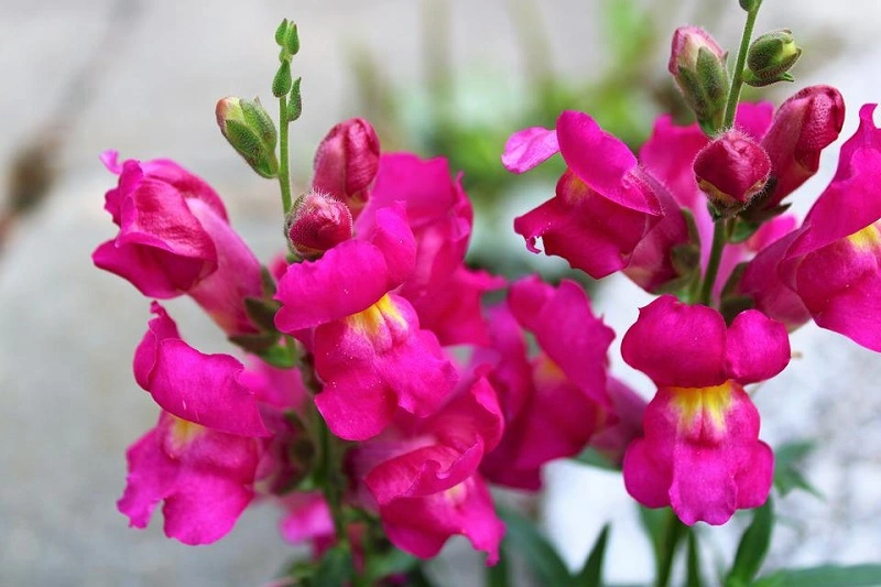 Snapdragon – do you need to fertilize the plant?