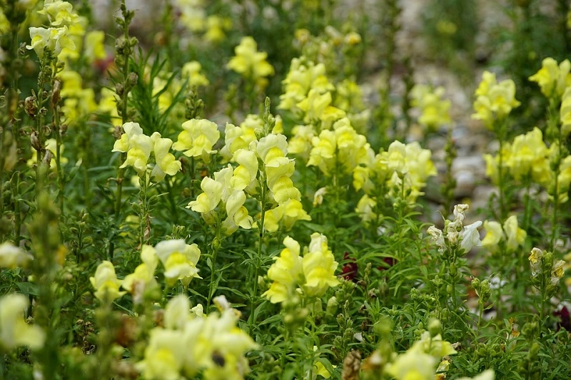 Snapdragon plant – pests and diseases