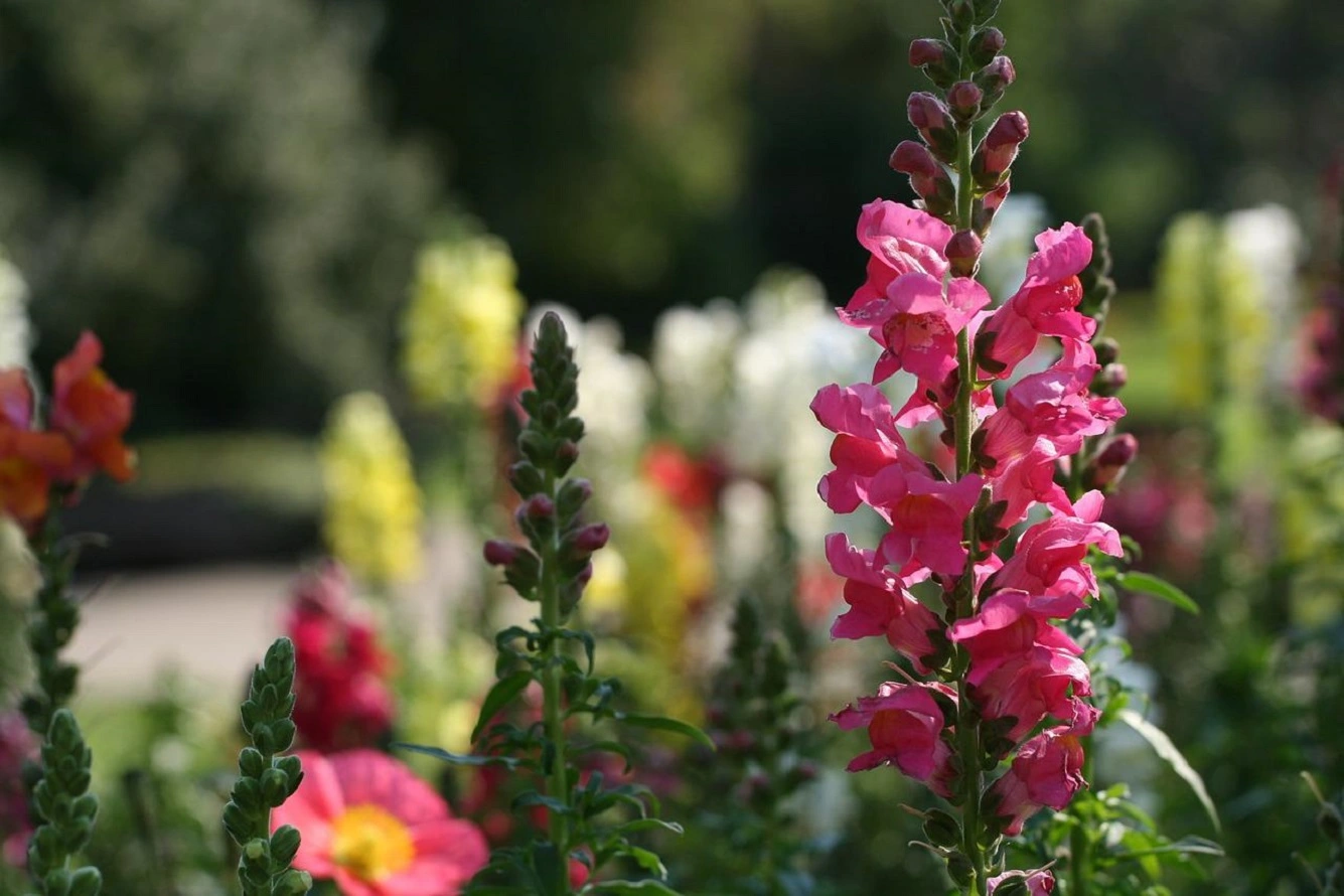 Snapdragon Flower Plant Care - Bloom Time, Needs, Watering