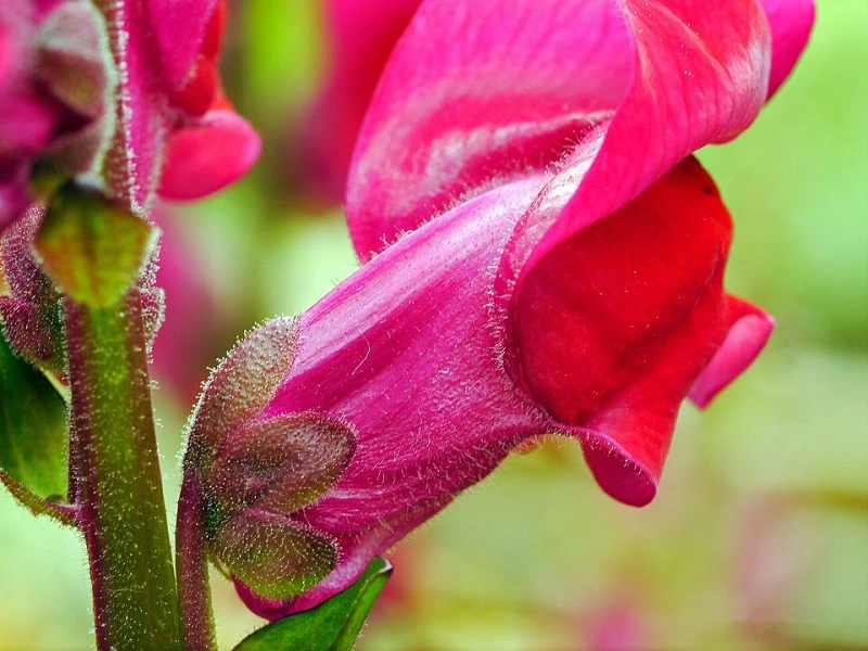 What are the needs of snapdragon flowers?