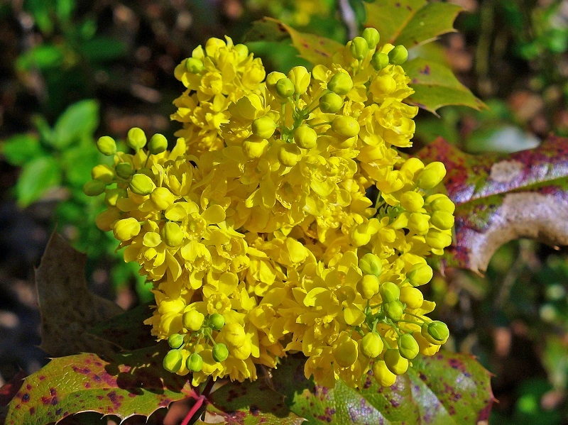 Орегонский виноград (Mahonia aquifolium)