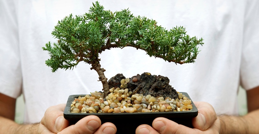 Árbol de bonsái - precio