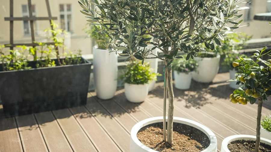 What should you remember about when choosing patio trees?