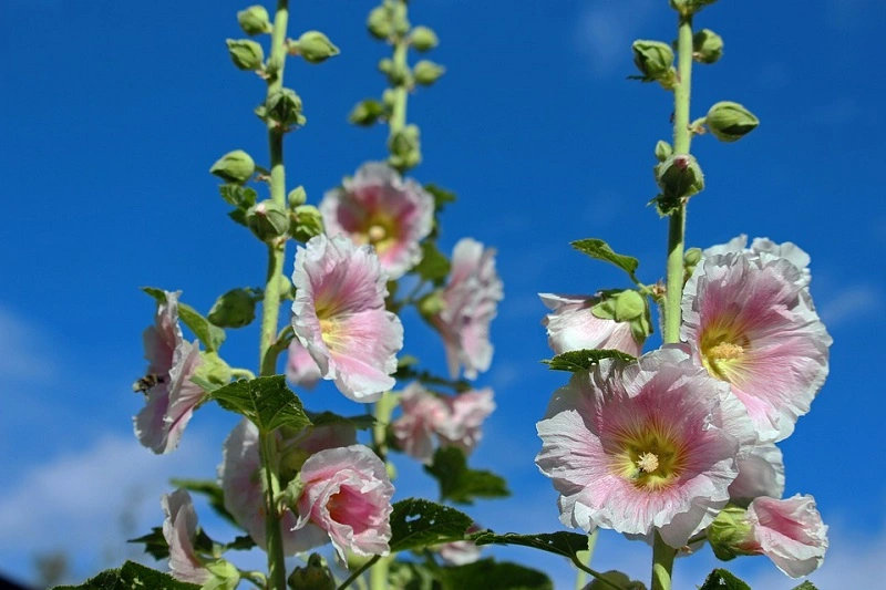 Hollyhock – diseases and pests