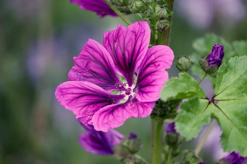 Hollyhock – what are its most popular varieties?