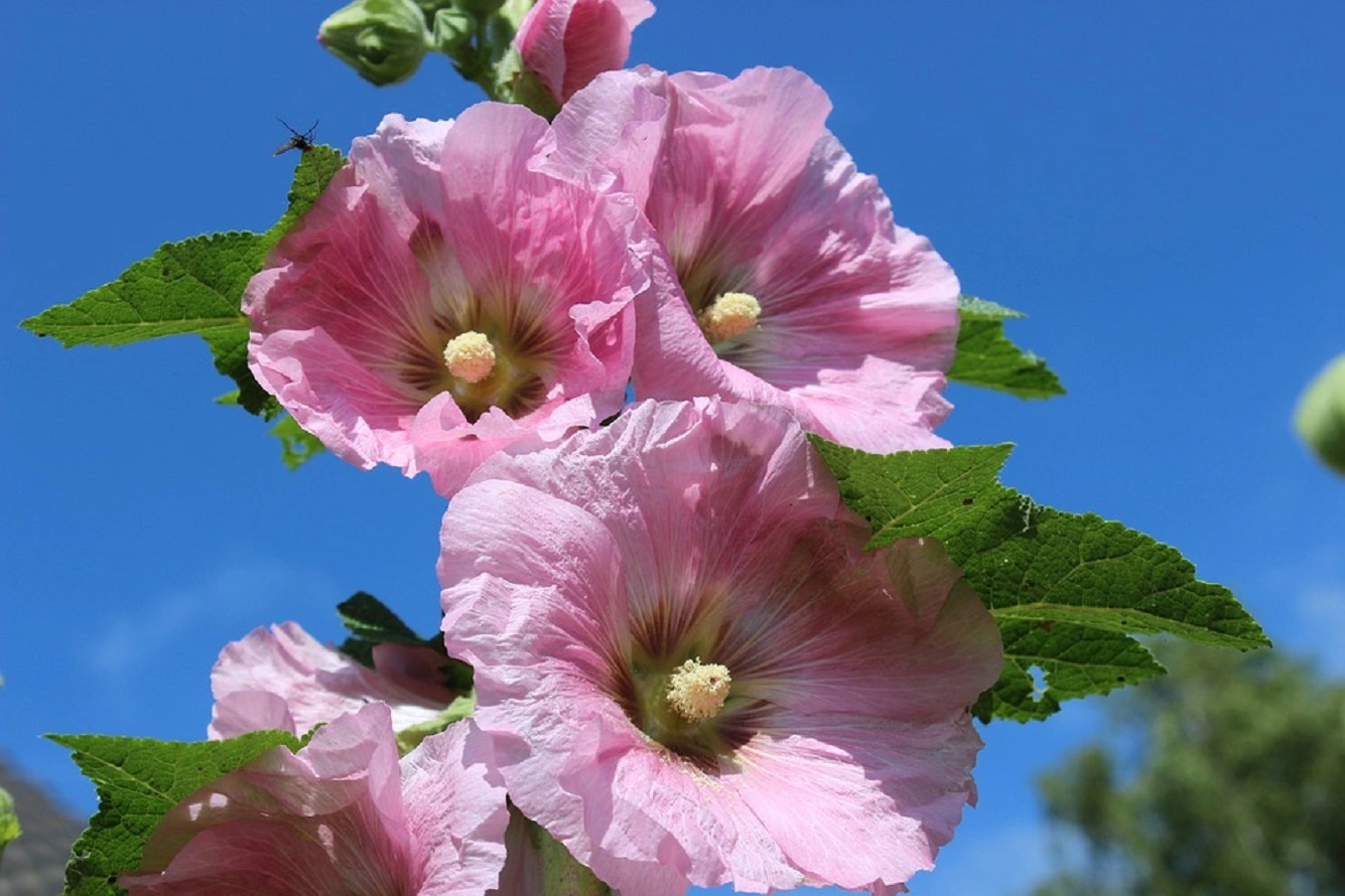 Wie züchtet man Stockrosen im Garten? Stockrose Pflanze Pflegeanleitung