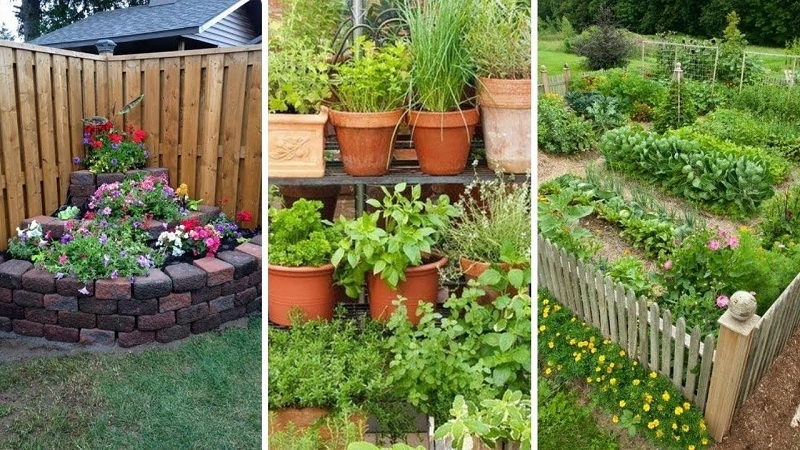 A small vegetable garden for beginners
