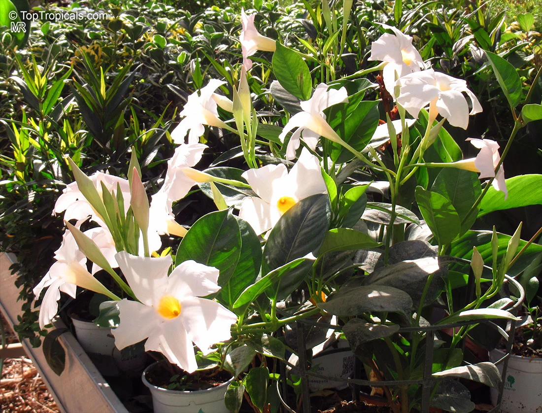 Mandevilla – what kind of plant is it?