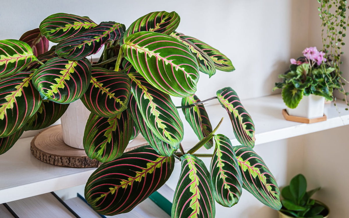 Maranta - красочные растения для гостиной