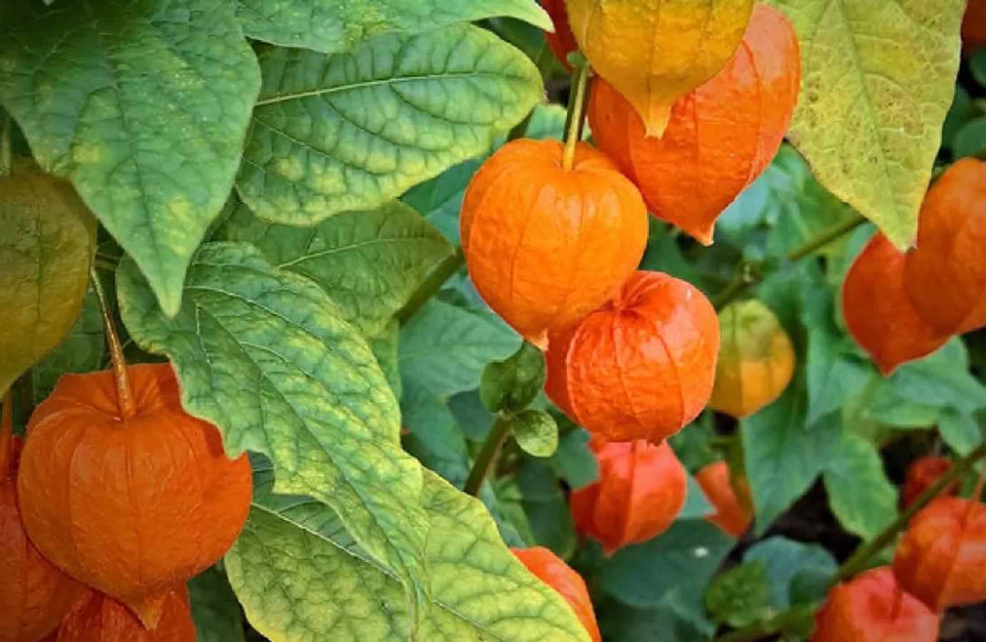 Physalis - Cuidado de la Planta de Cereza, Beneficios de la Fruta y Sabor