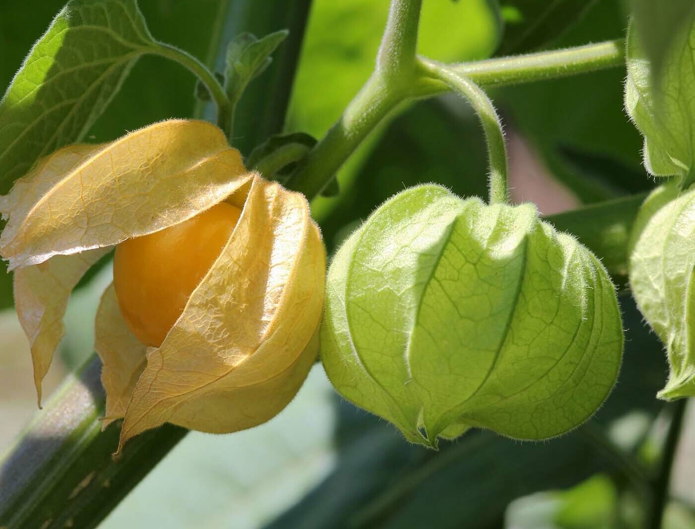 physalis - ground cherry plant care, fruit benefits and taste