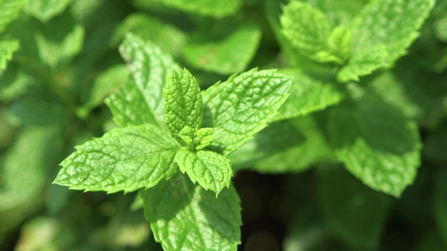 A potted mint plant - why is it so popular?