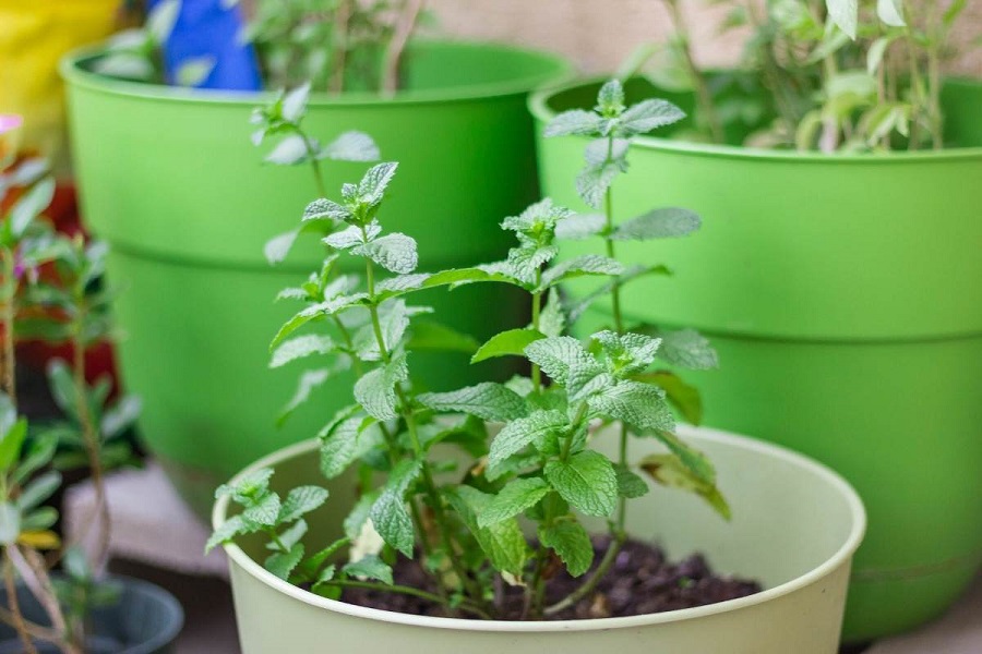 Growing mint indoors - types of mint