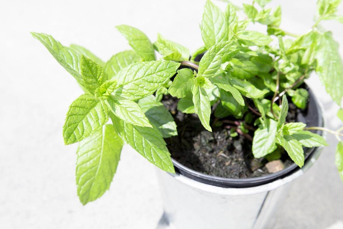 Mint plant care - growing mint in a pot