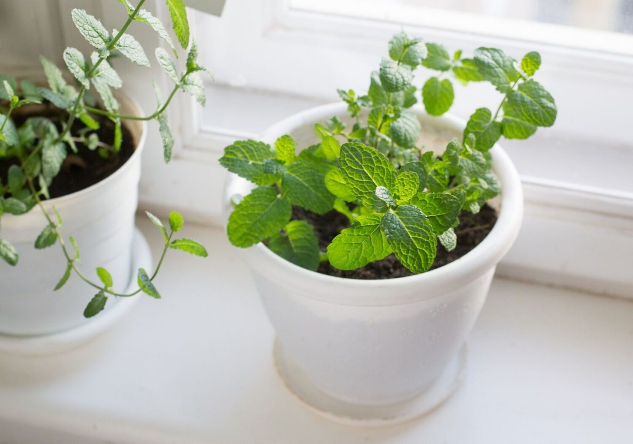 Growing Mint Plant in a Pot - Learn How to Grow Mint