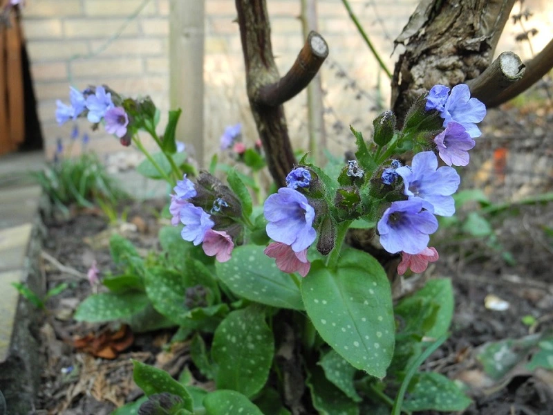 How to care for lungwort?