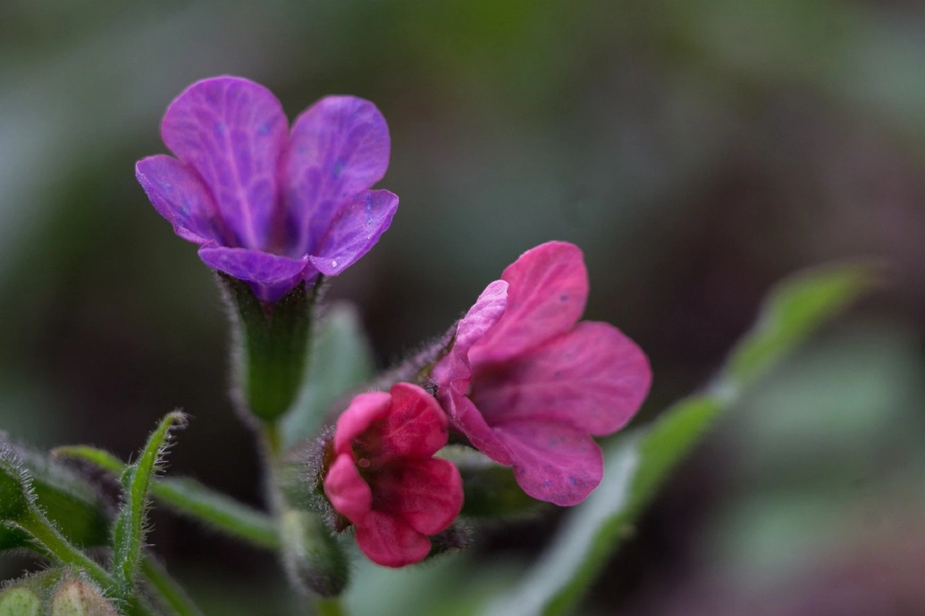 How to Grow Lungwort? - Pulmonaria Officinalis Benefits and Care