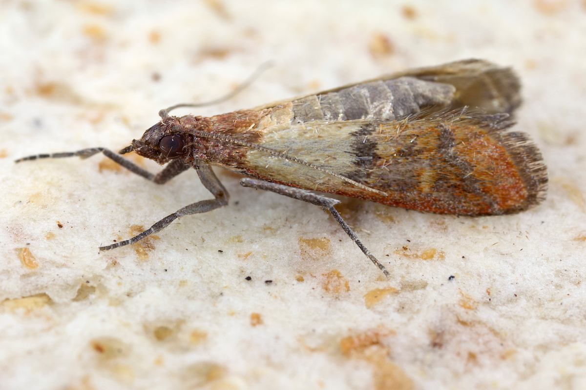 Moths - house bugs with wings that attack your food and clothes