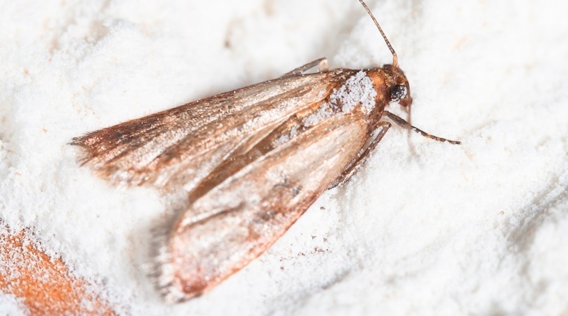 What do pantry moths look like?