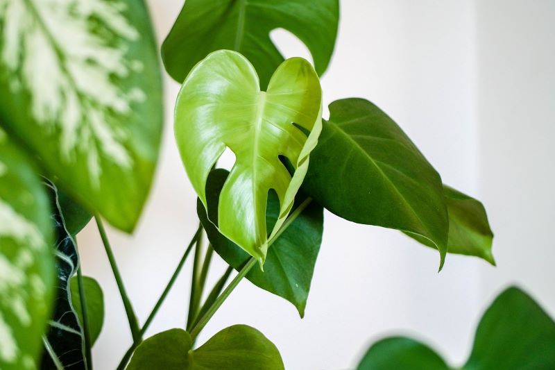 Monstera – turn your house into a jungle