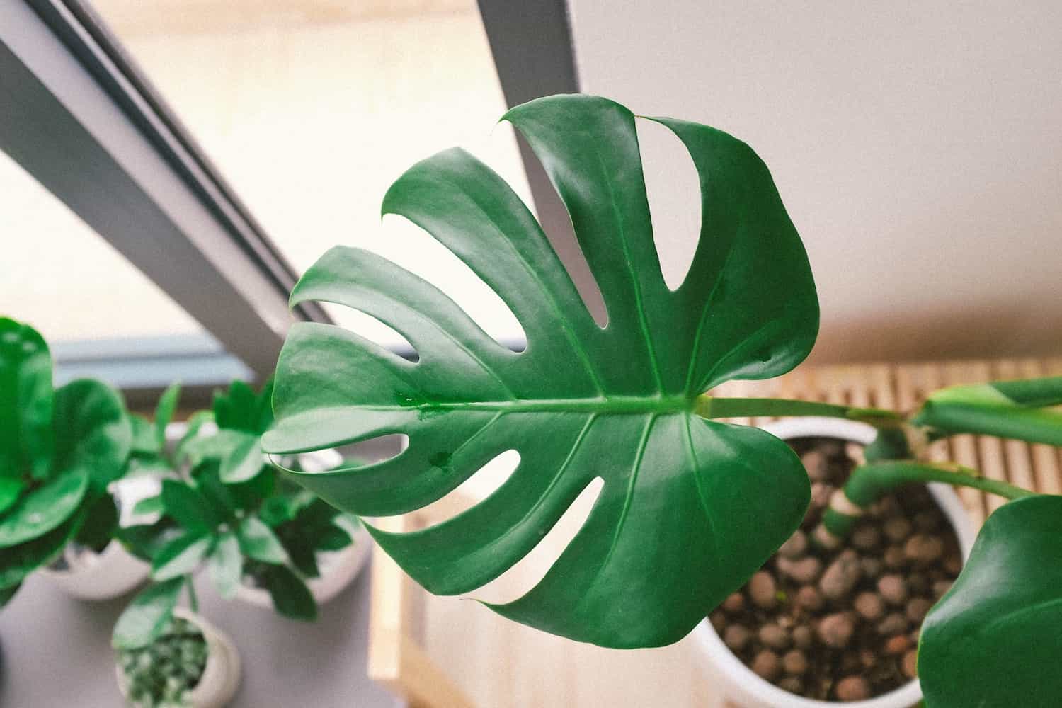 Monstera leaf - indoor plants