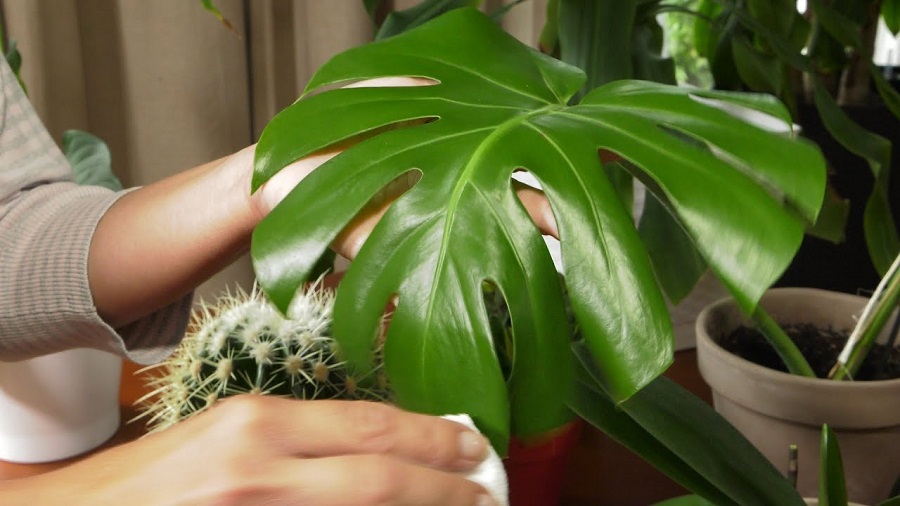 Plants poisonous to dogs - monstera