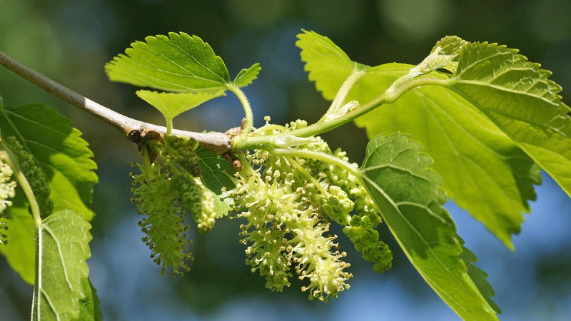 Black mulberry – what kind of tree is it?