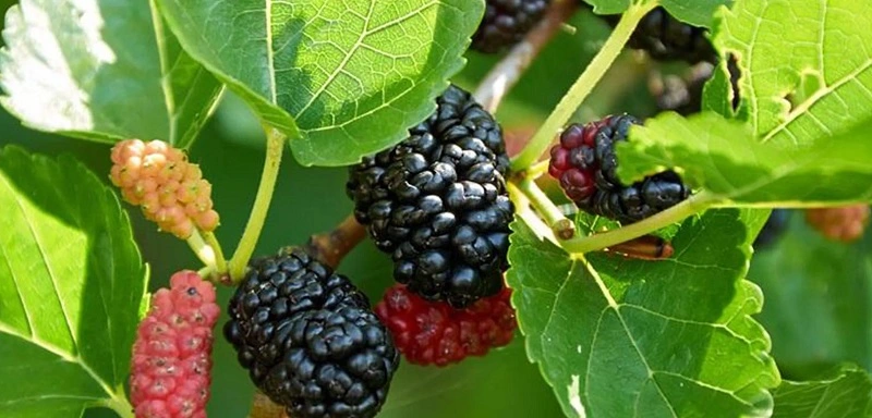 What black mulberry recipes are worth trying?