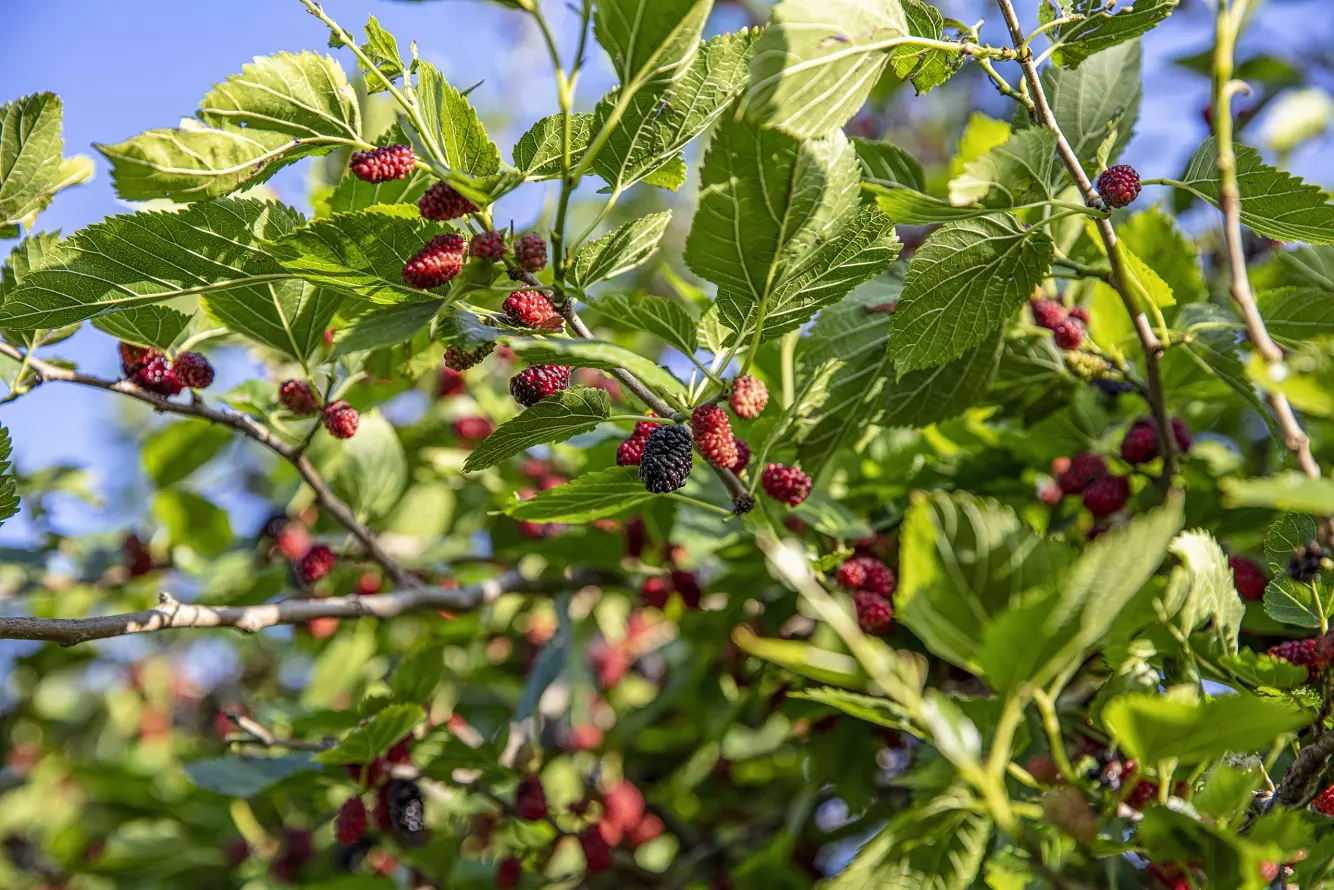 Black Mulberry Tree - The Secrets and Benefits of Morus Nigra