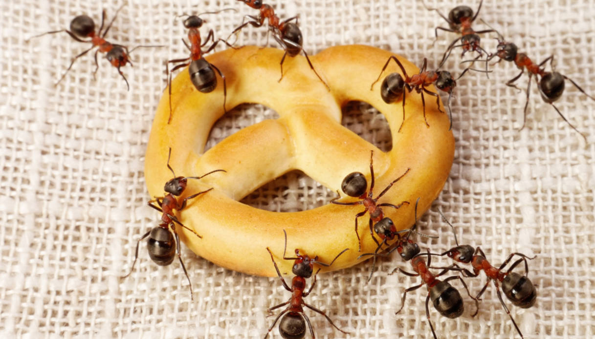 Quelle peut être la raison de la présence de fourmis dans la maison?