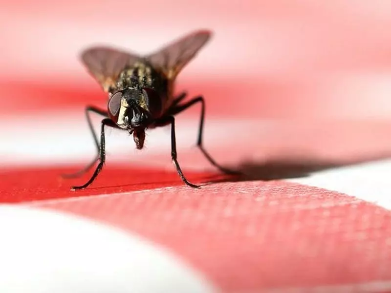 La mosca: che tipo di animale è?