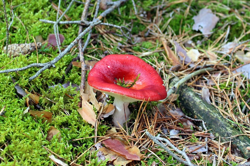 Mushroom foraging tips – can all mushrooms be harvested?