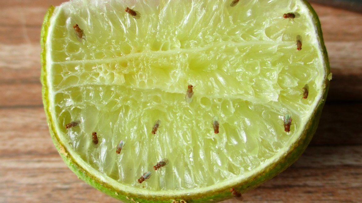 ¿Cuánto tiempo viven las moscas de la fruta?