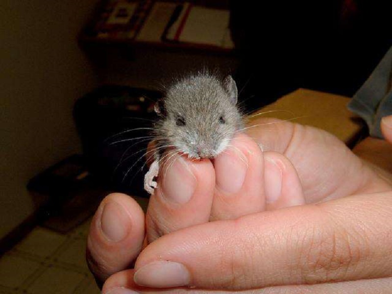 Die beste Mäuseabschreckung - Mäuse werden durch Geräusche vertrieben