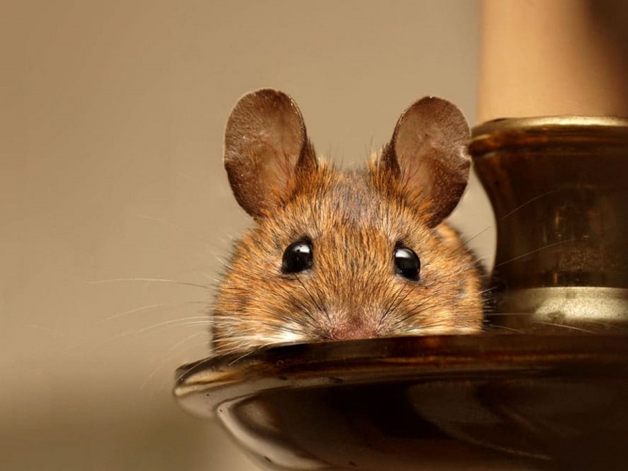 Skąd się biorą myszy w domu?